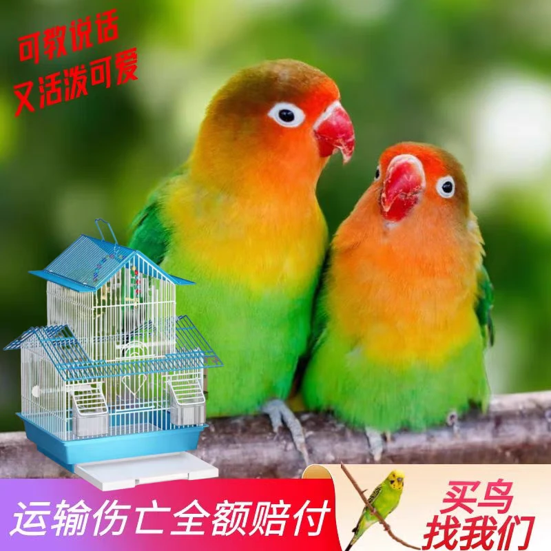 【爱情鸟牡丹】牡丹鹦鹉爱情鸟两只一对宠物鸟