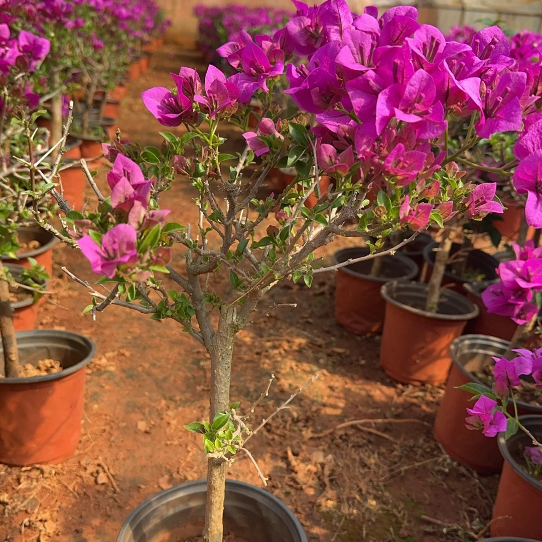 160云南紫（带花发货，会掉花掉叶，介意慎拍）