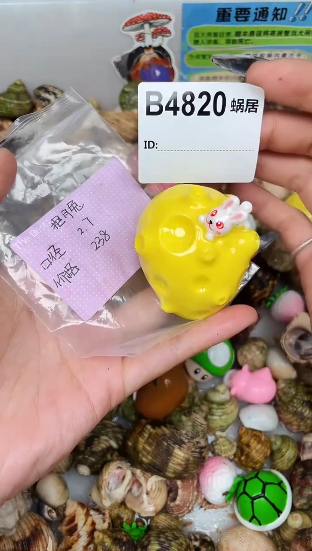 溪*陌派甄选寄居蟹4820