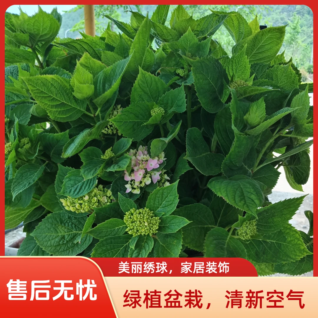 无尽夏绣球花苗盆栽带花苞四季开花庭院室内花卉植物