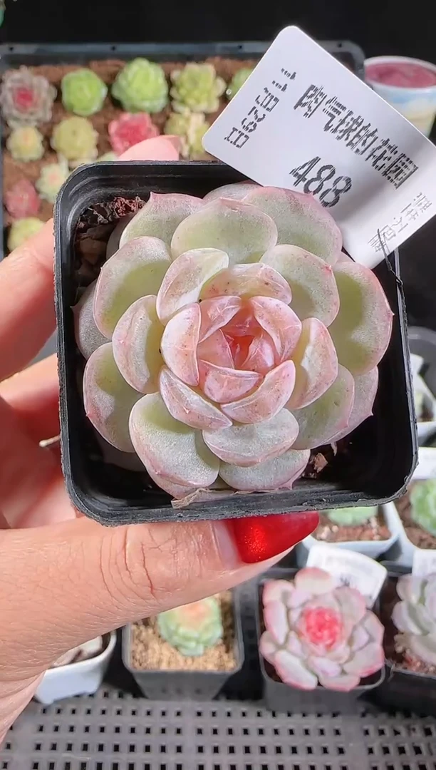 多肉1129-488紫罗兰（群生不包整）