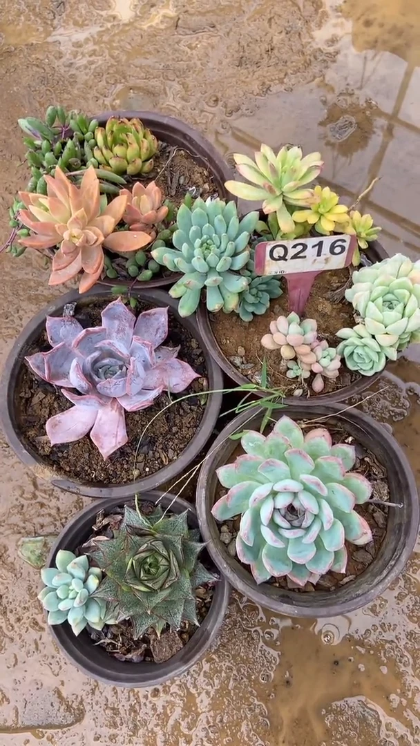 Q216多肉组合默认脱土发货