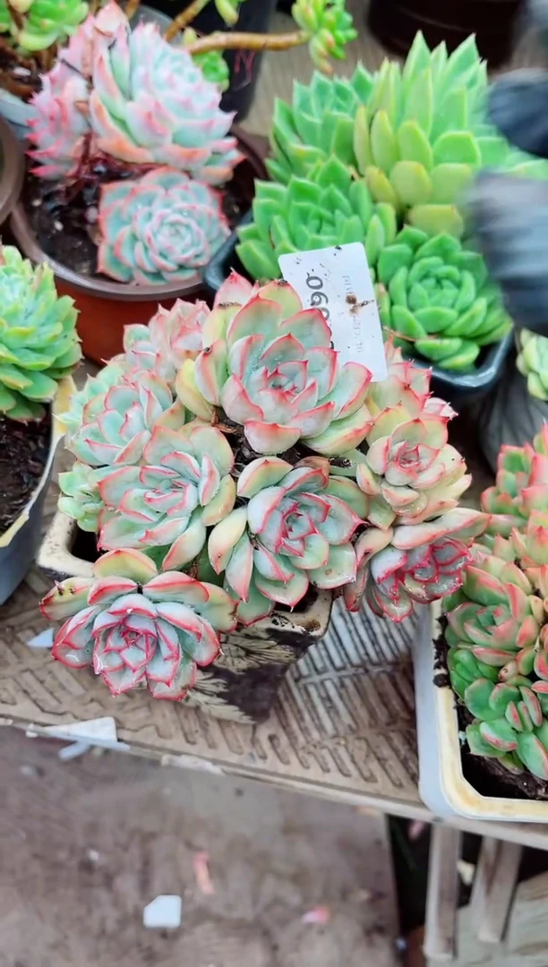 花****…06063多肉植物一物一拍