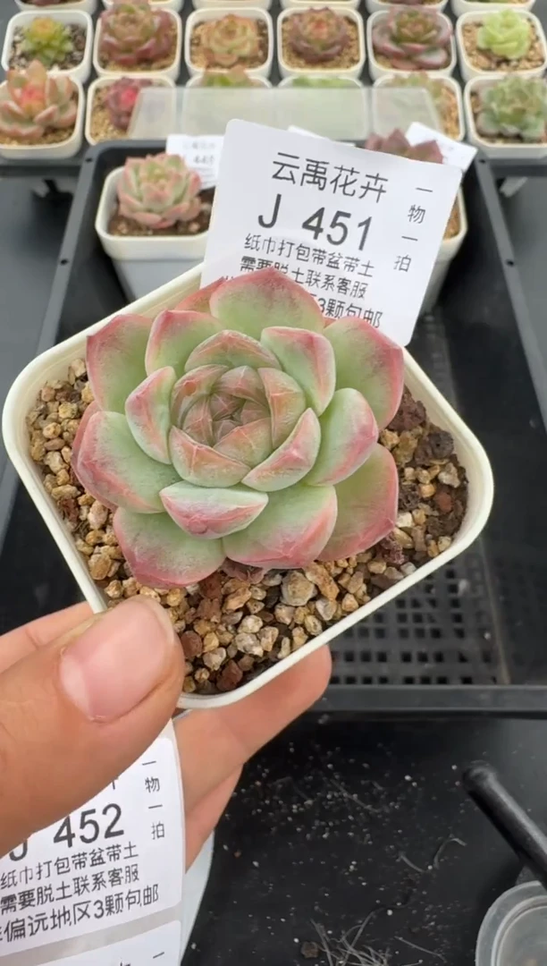451J云禹多肉植物 带盆土纸巾打包 当天拍3颗包邮