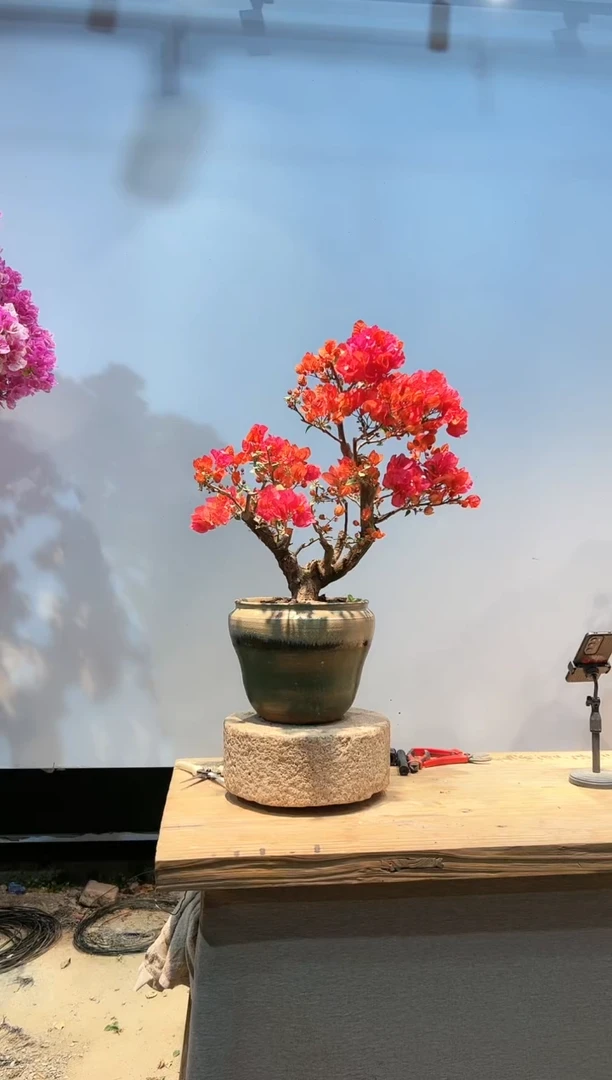 【闪购商品】AA901