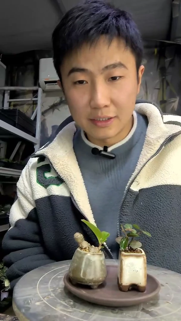 小**鱼中青园艺一物一拍花59