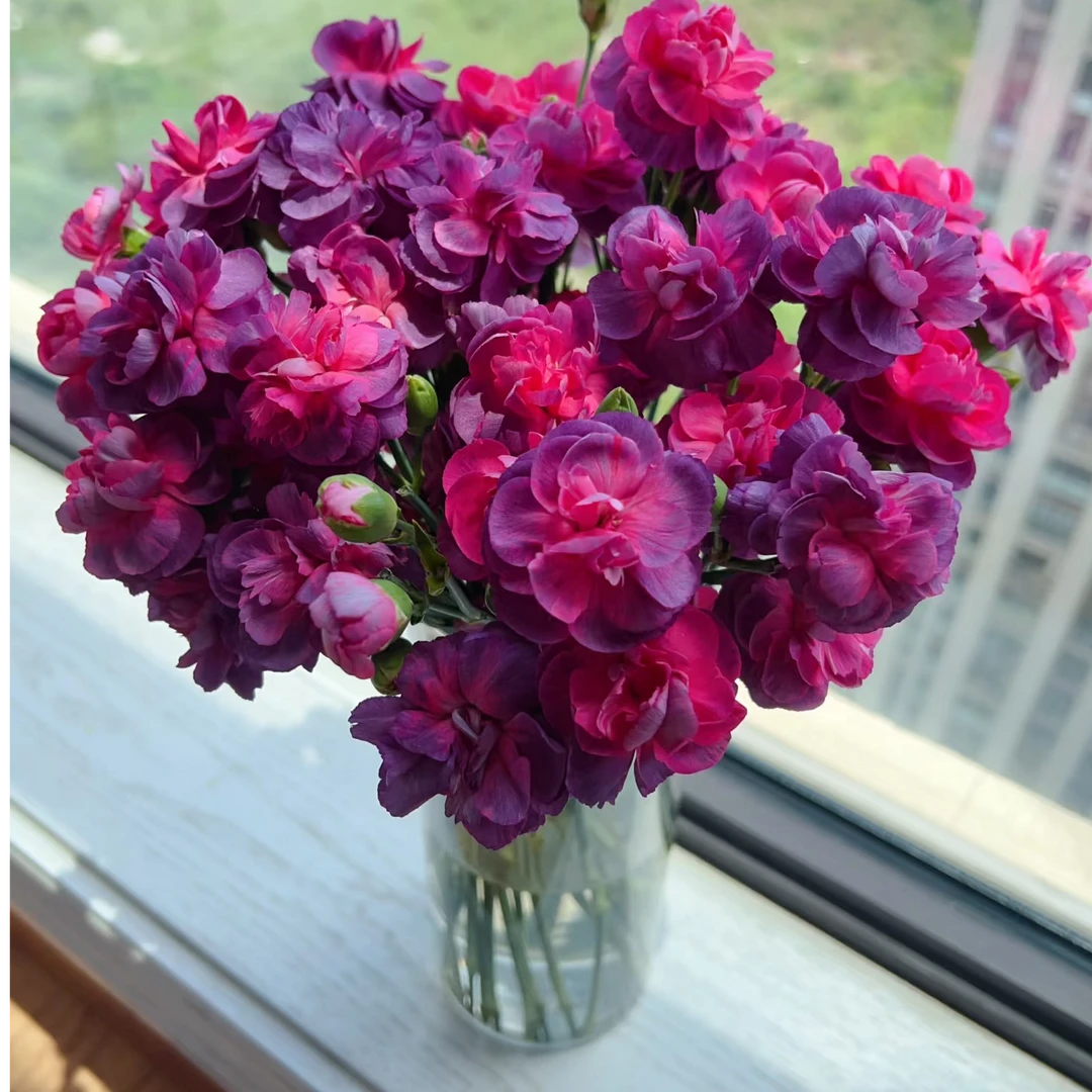 【花和优品】多头野马康乃馨（20支装）