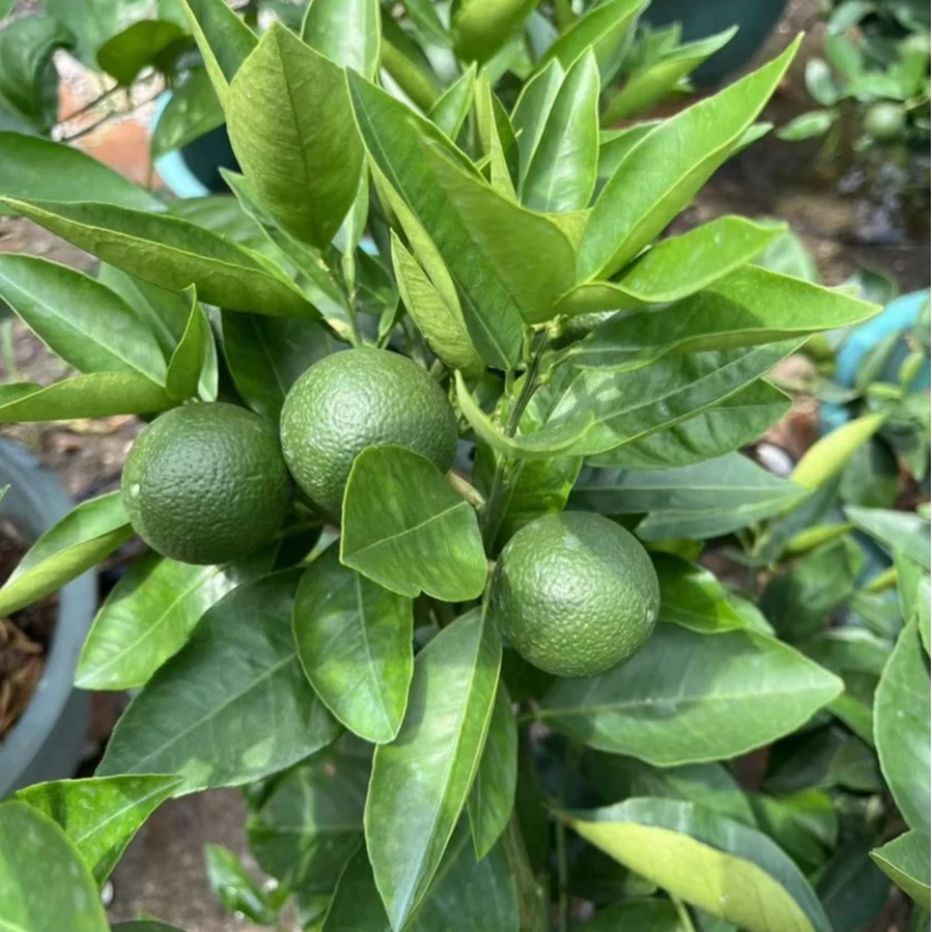 冰糖橙绿植盆栽一物一拍