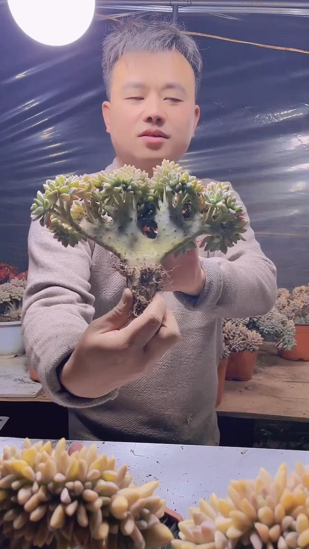 【闪购商品】缀化191