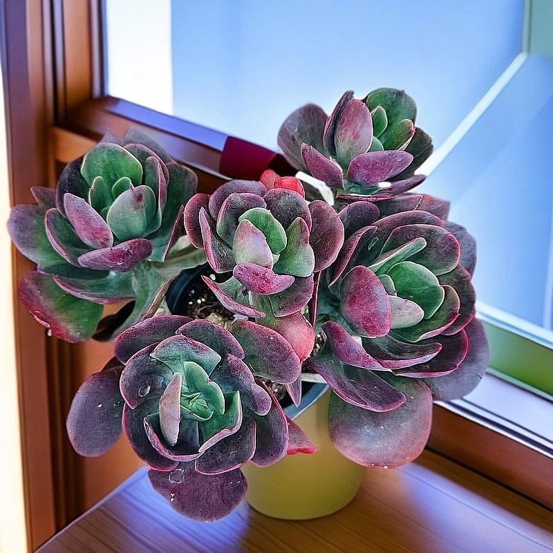 多头大唐玫瑰230# 云大A1棚 星月多肉 新手好养一单也包邮