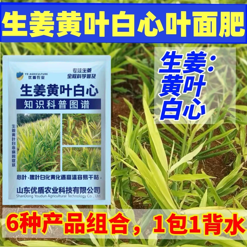 优盾农业生姜白心黄叶生姜黄叶白心