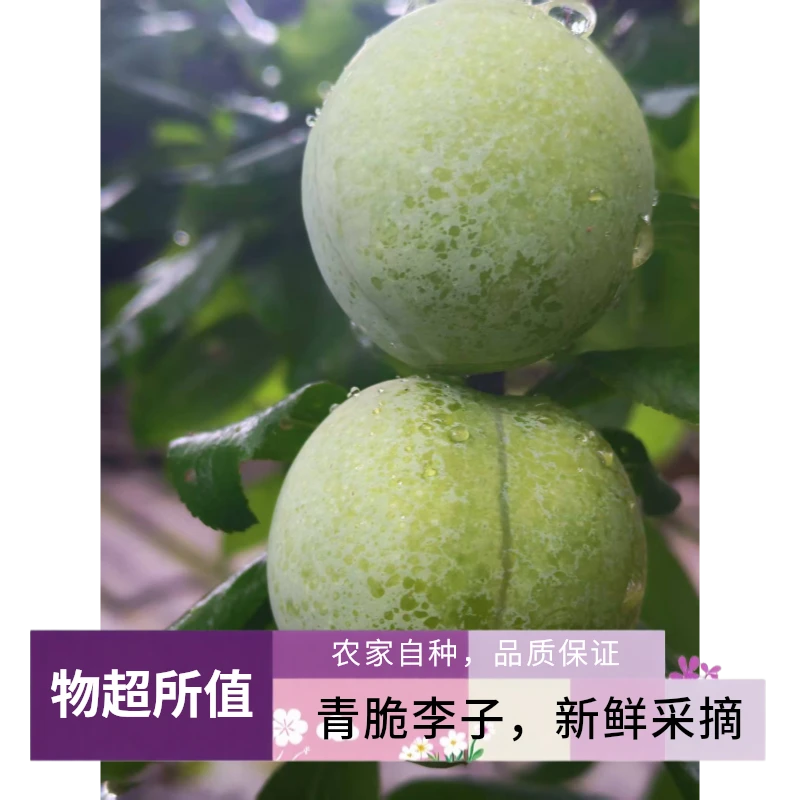 四川省宜宾市屏山县新鲜老树歪嘴李