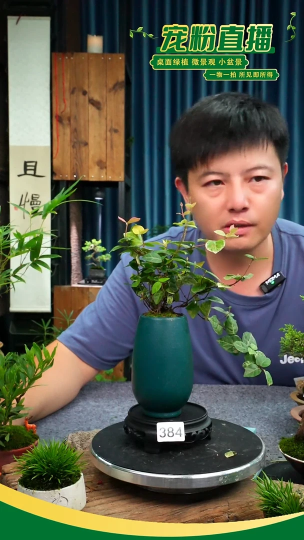 无花朵苔藓微景观384号