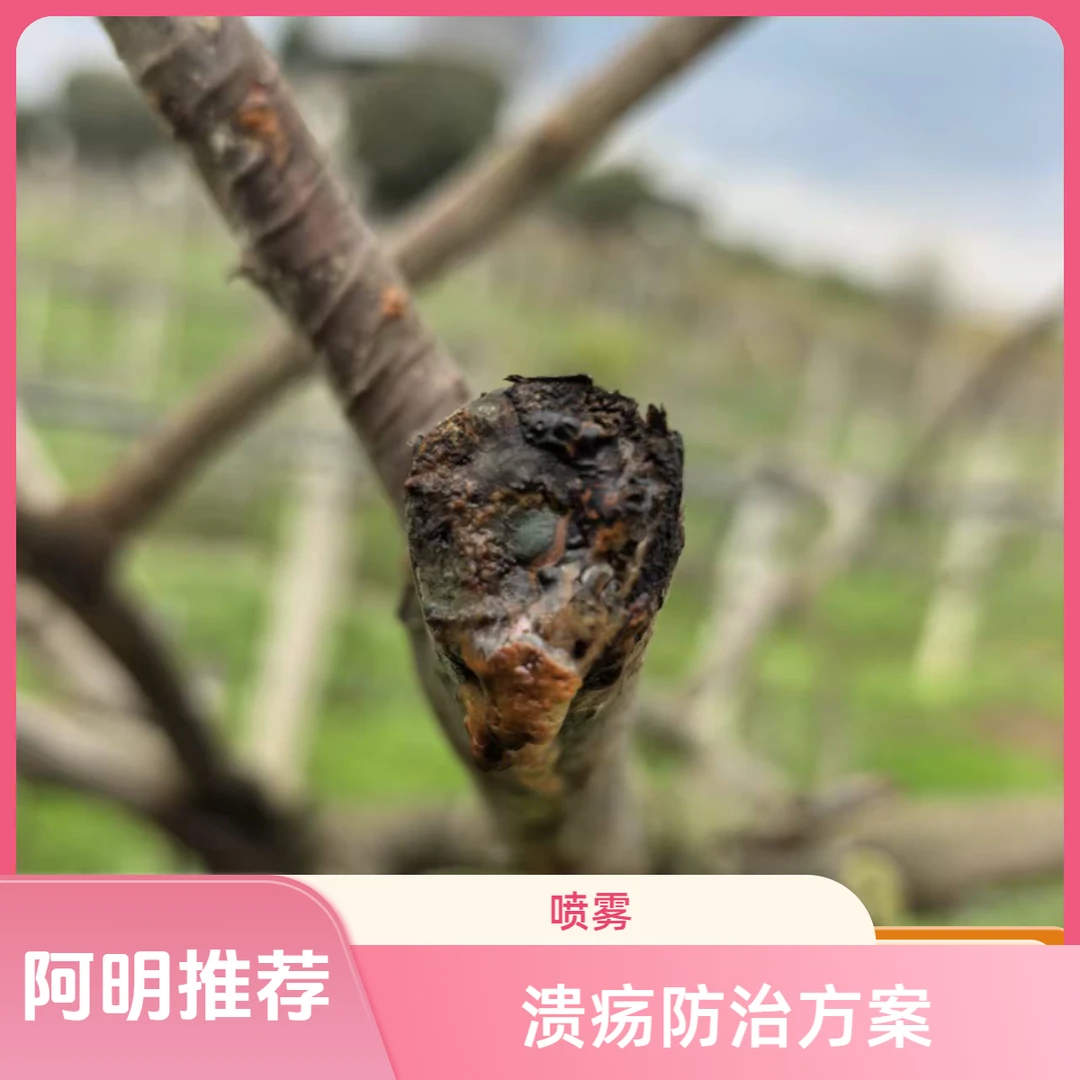 【阿明推荐】溃疡预防方案（喷雾）