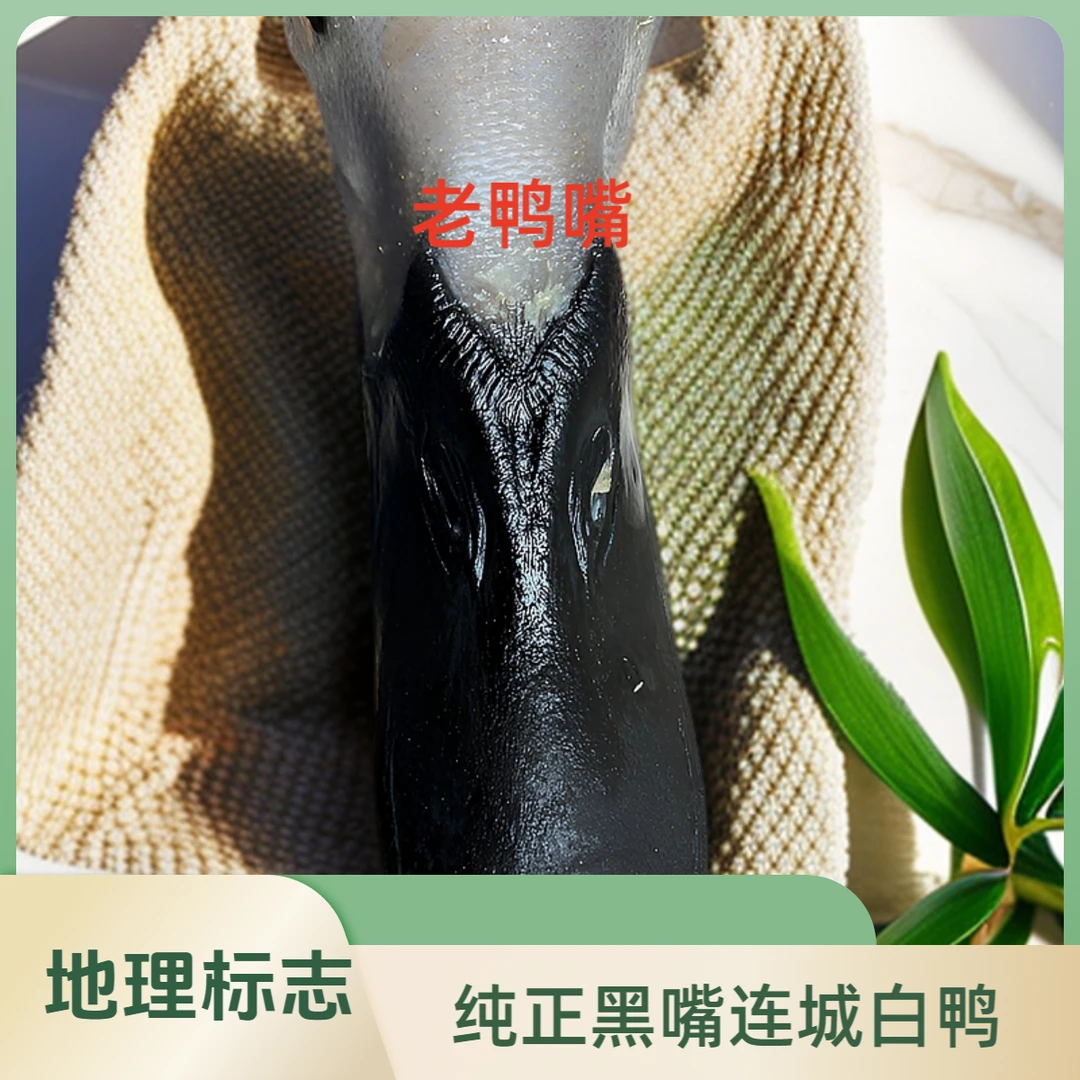 小的正宗连城白鸭顺丰包邮农村散养土鸭白鹭鸭白鹜鸭福建省连城县