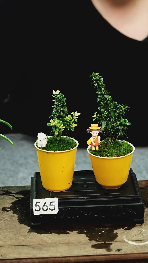 【闪购商品】苔藓微景观565号