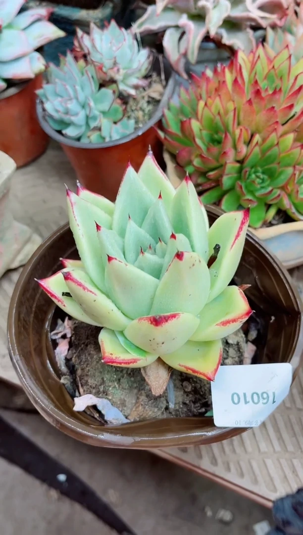 珍****➰16010多肉植物一物一拍
