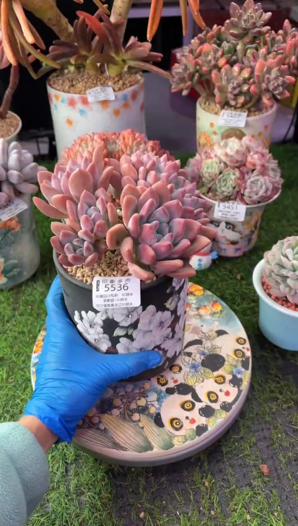 昆明印象多肉5536