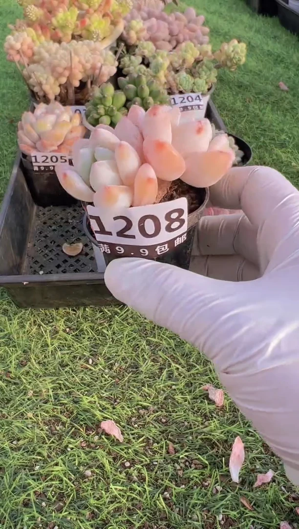 【闪购商品】信服多肉一物一拍