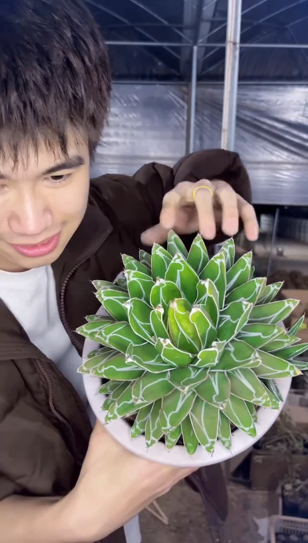 【闪购商品】超大 屉之雪 14-16cm