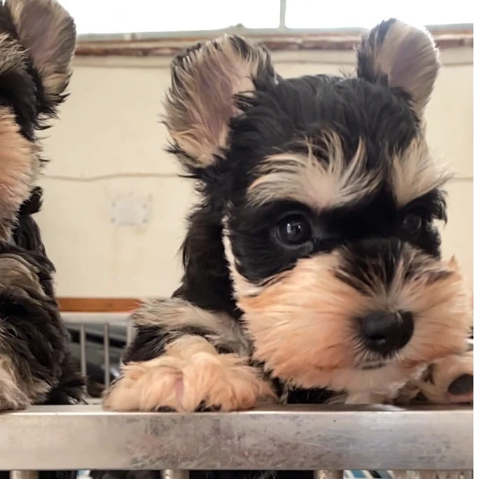 03疯可爱幼犬的雪纳瑞宠物小型陪伴犬伴侣犬狗狗小狗宠物店