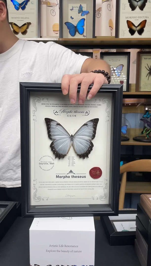 花冠闪蝶A4相框11