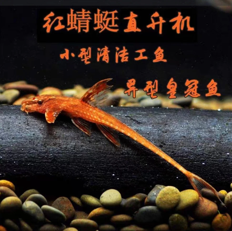 红蜻蜓直升机异型热带淡水工具鱼清洁草缸除藻活体