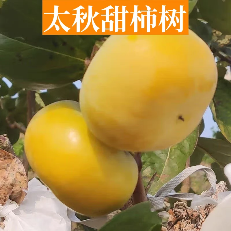 梦动正宗，阳丰脆甜柿 太秋柿 磨盘柿 巧克力柿 适合南北方种植