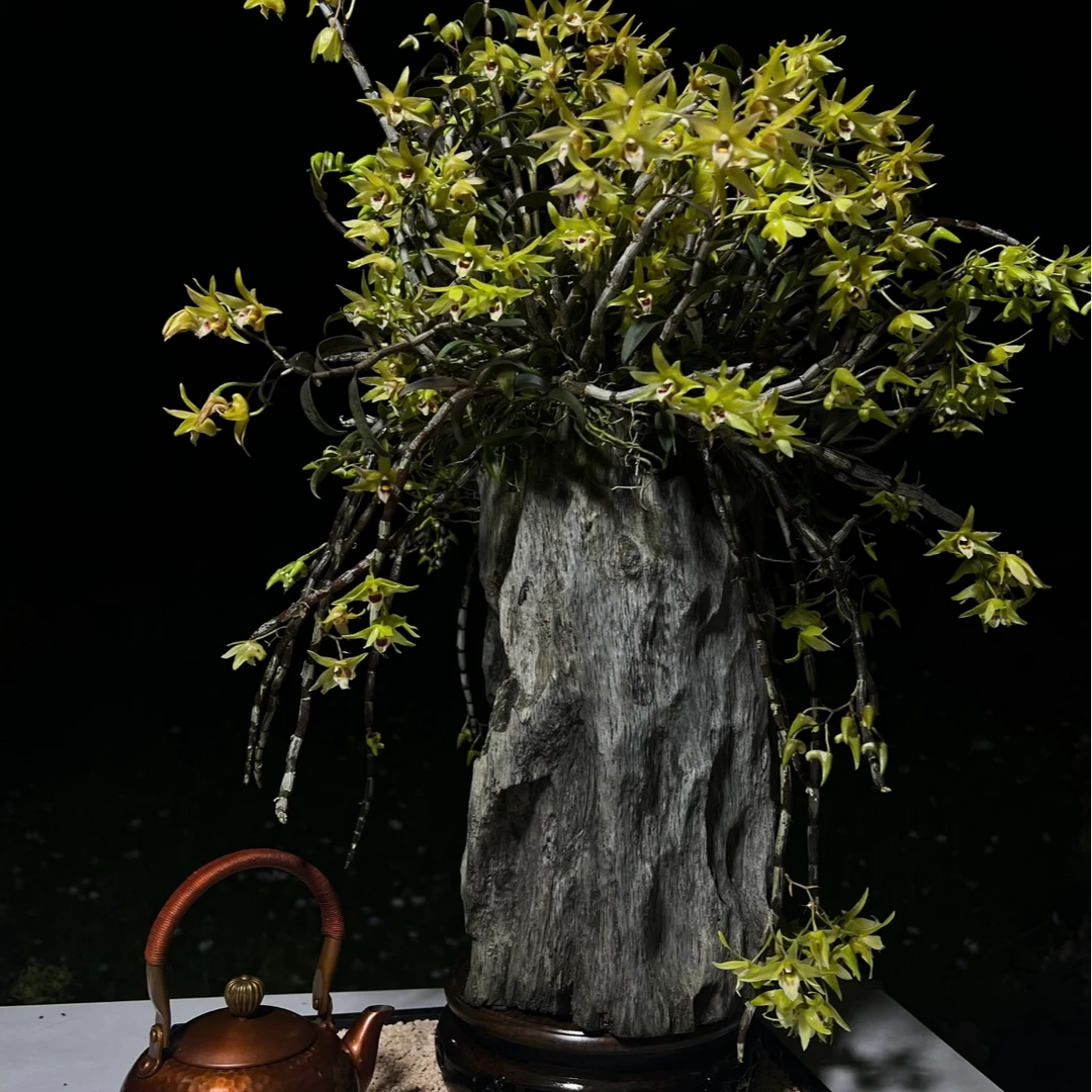 风化木寄生类绿植  直播间链接