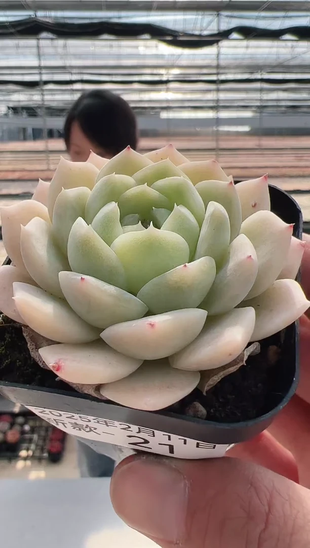 【闪购商品】新款多肉-21