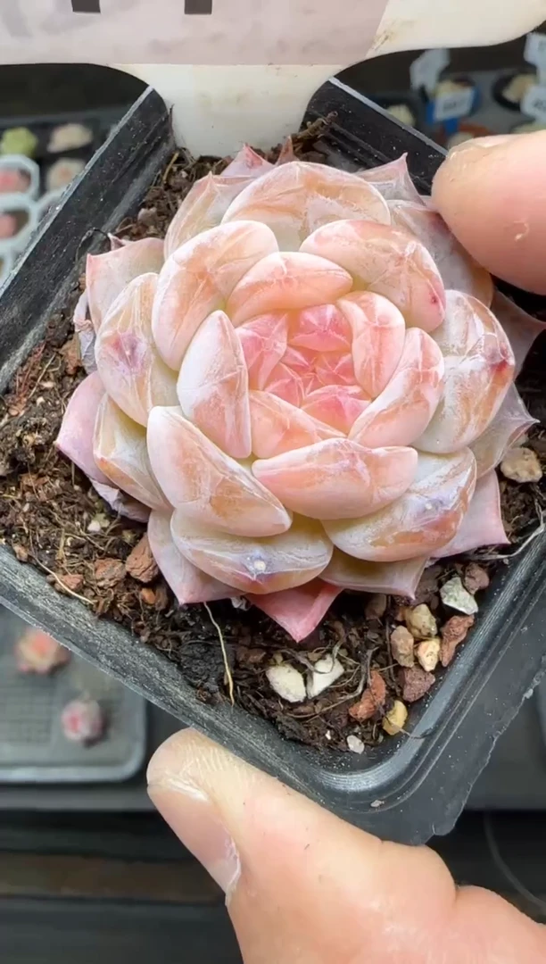 【闪购商品】一物一拍0223—11