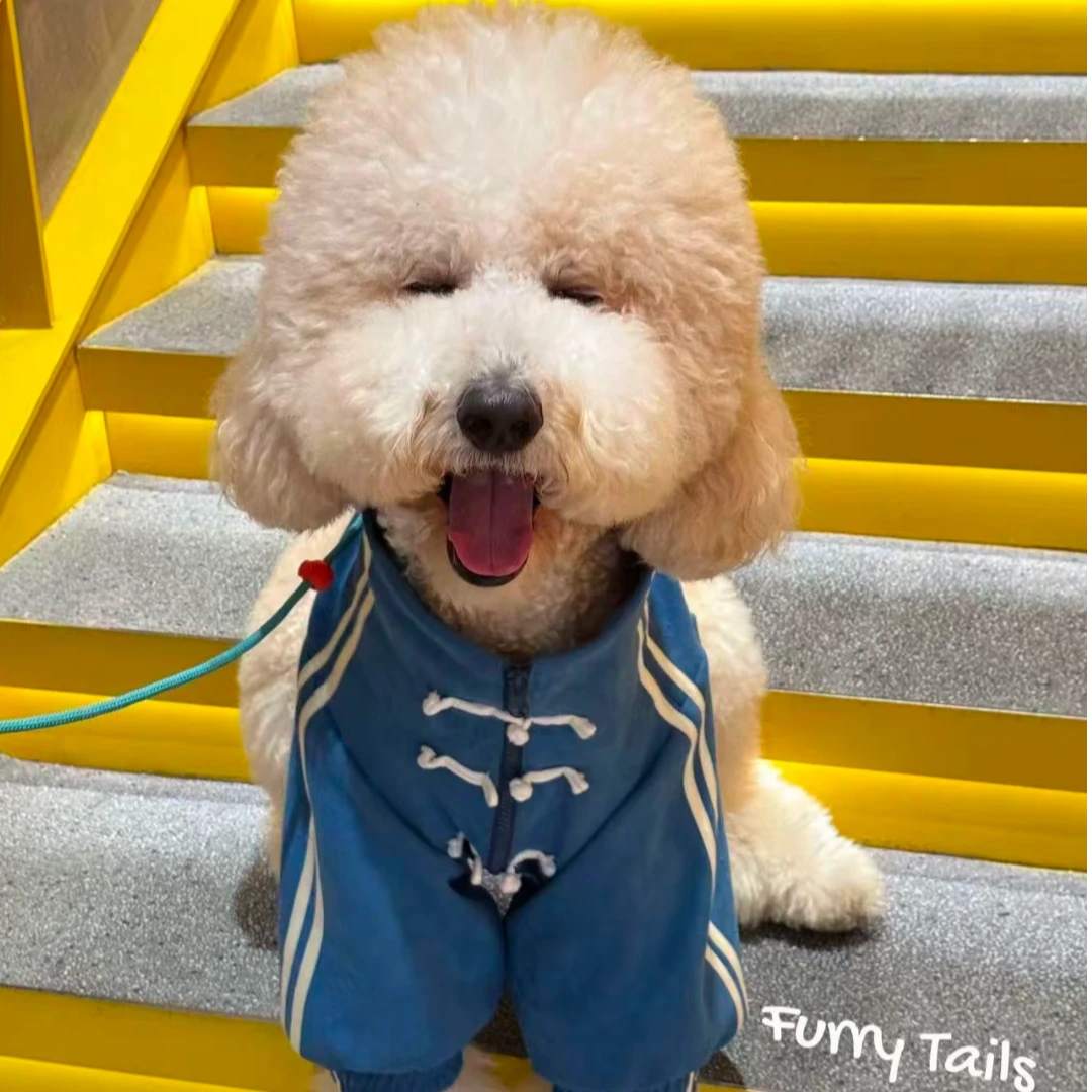 （宇轩巨贵犬舍）T狗狗活体