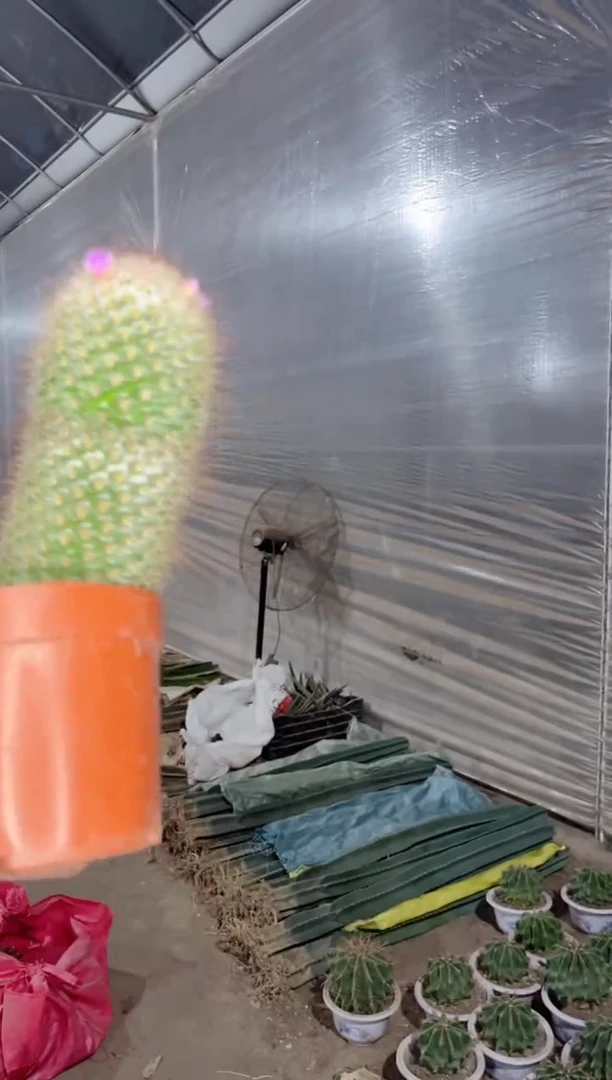 【闪购商品】实生根 丰明丸