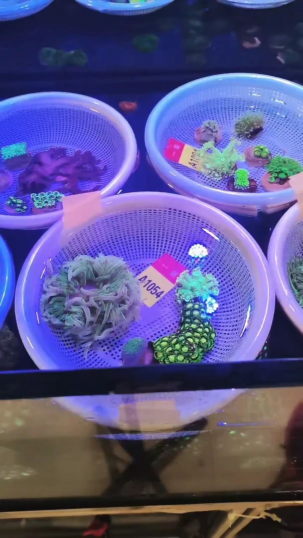 纽扣珊瑚新手珊瑚套餐