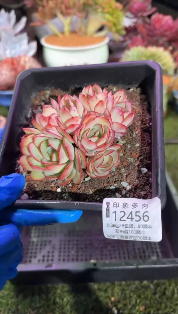 【闪购商品】12456