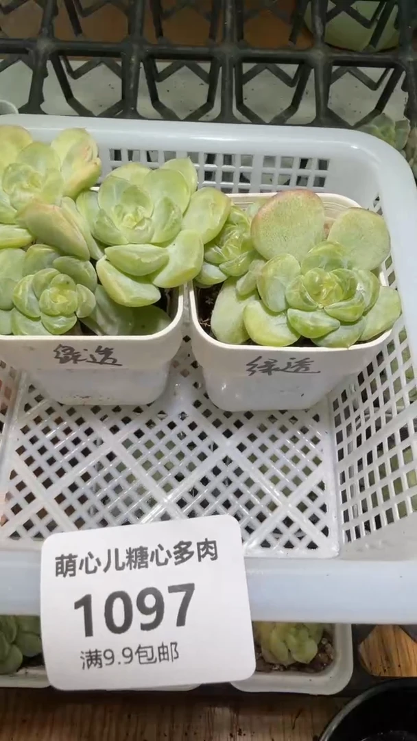 ?**?1097  绿透多肉植物
