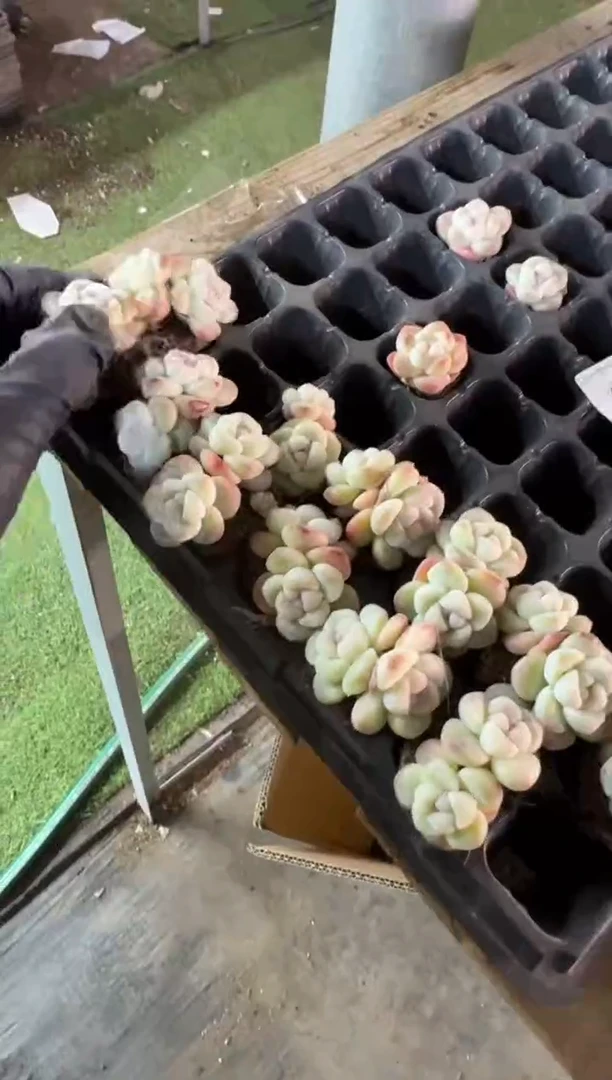 【闪购商品】09号到手5棵--江北一物一拍