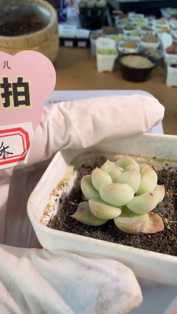 今禾五方一盆 量拍混发