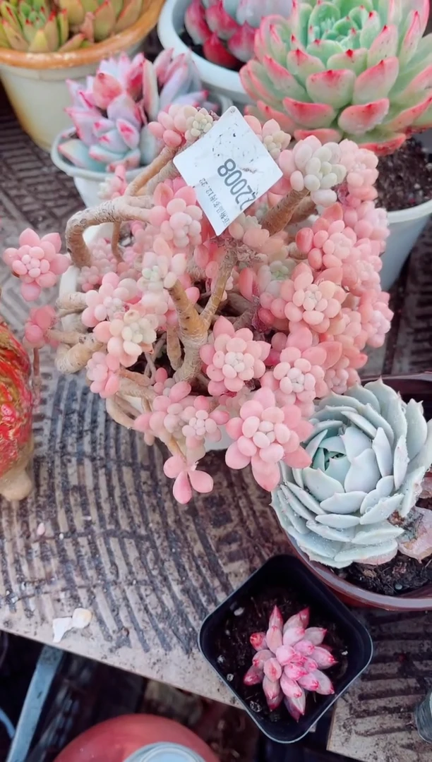 用****8跃跃精品多肉22008