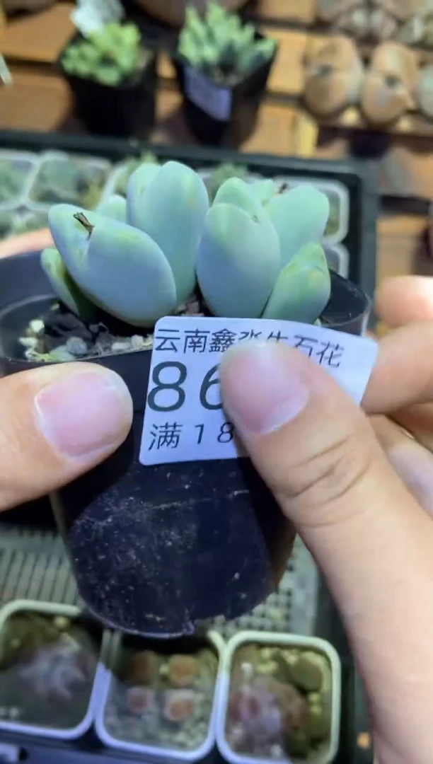 【闪购商品】8658少将一盒