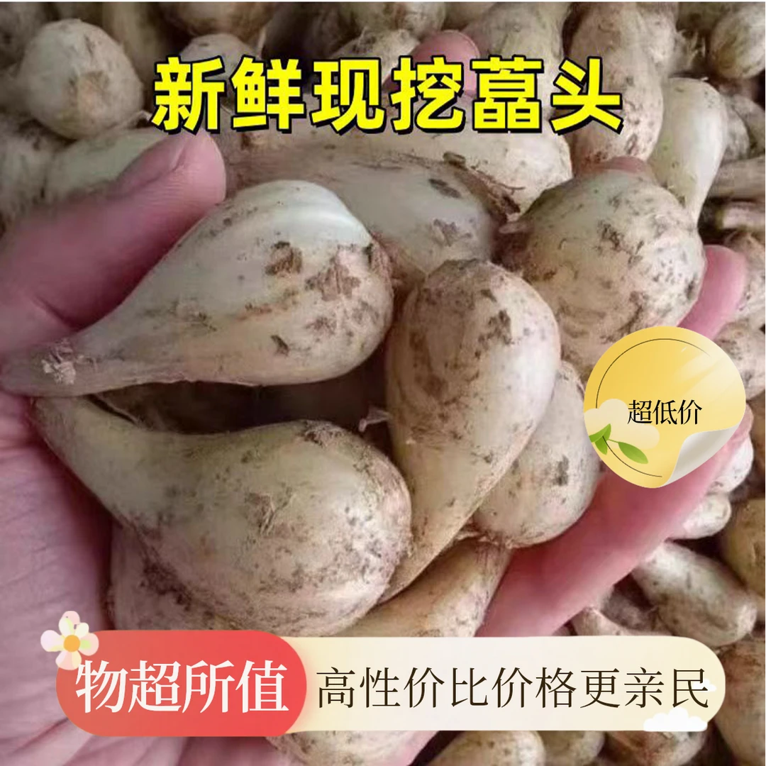荞头新鲜藠头现挖教头茭头芥头种子当季葱头剪须农家种植泡菜酸辣