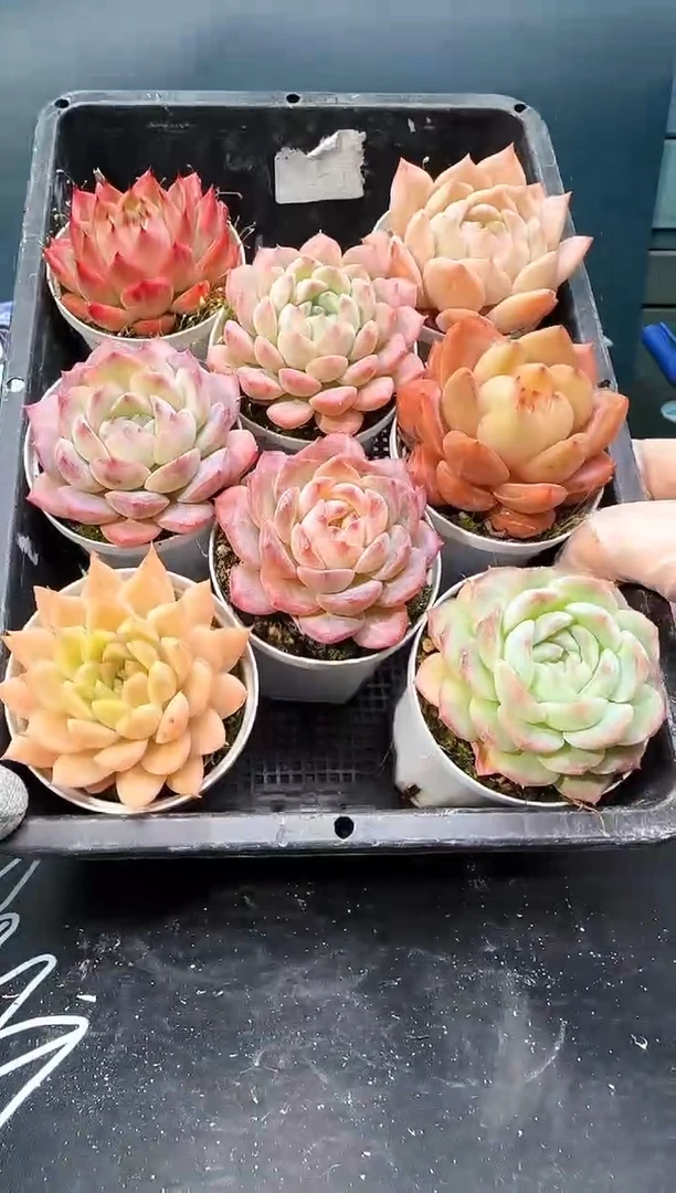 3  905  多肉 8  颗