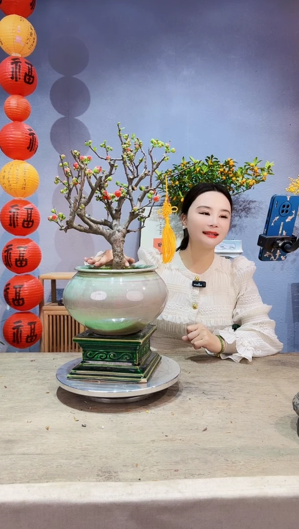【闪购商品】盆景海棠 长寿冠