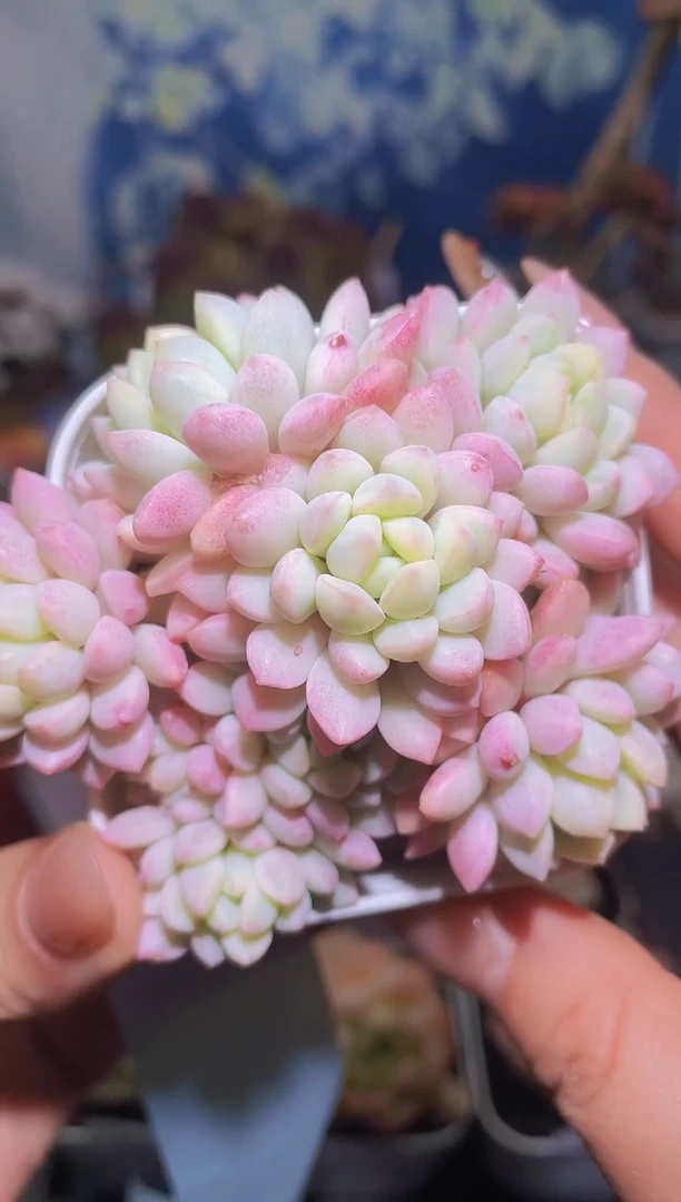【闪购商品】155小红蛋锦