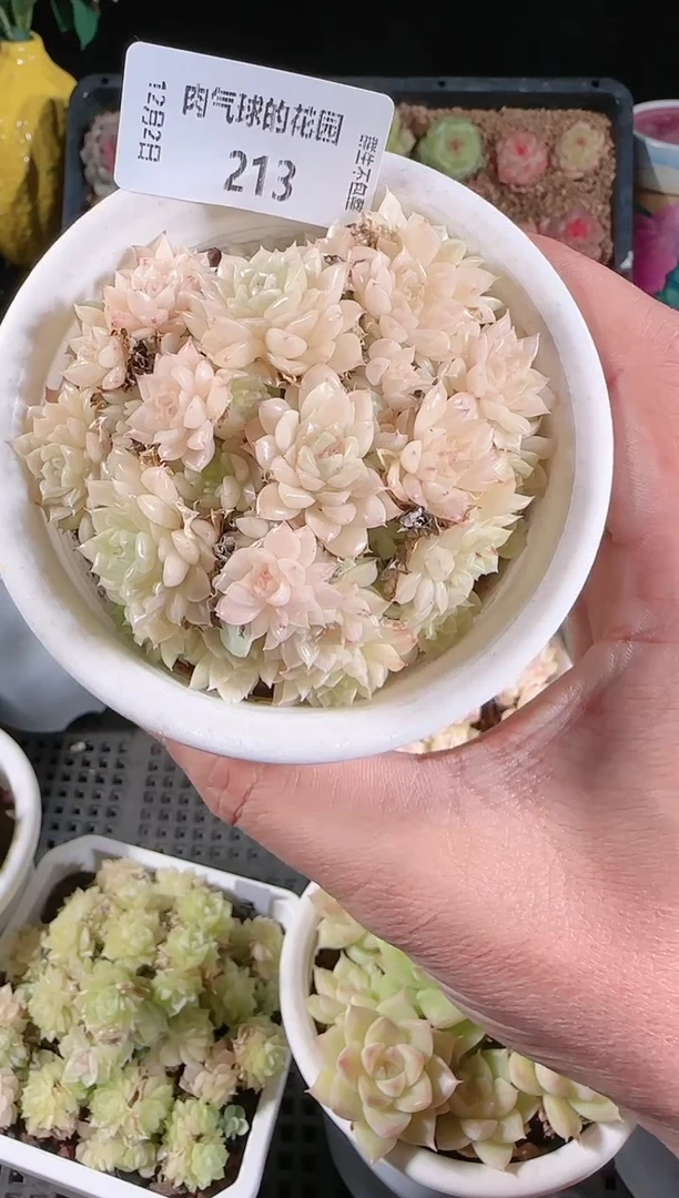 1202-213多肉群生不包整