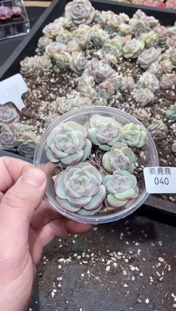 040大肥牛      量拍