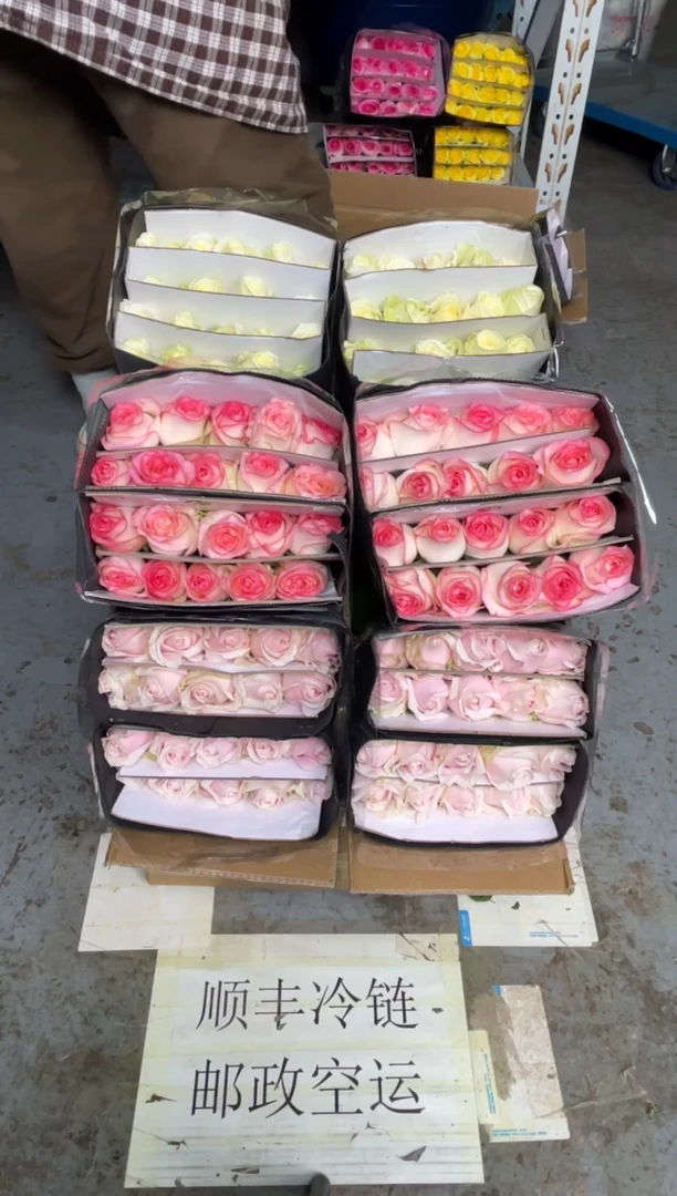 艾沙20枝+粉红20枝+白雪山20枝