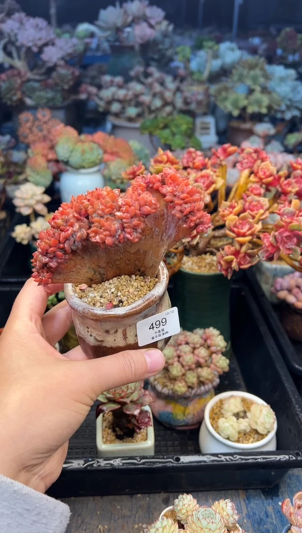 赤***紫499          不带盆