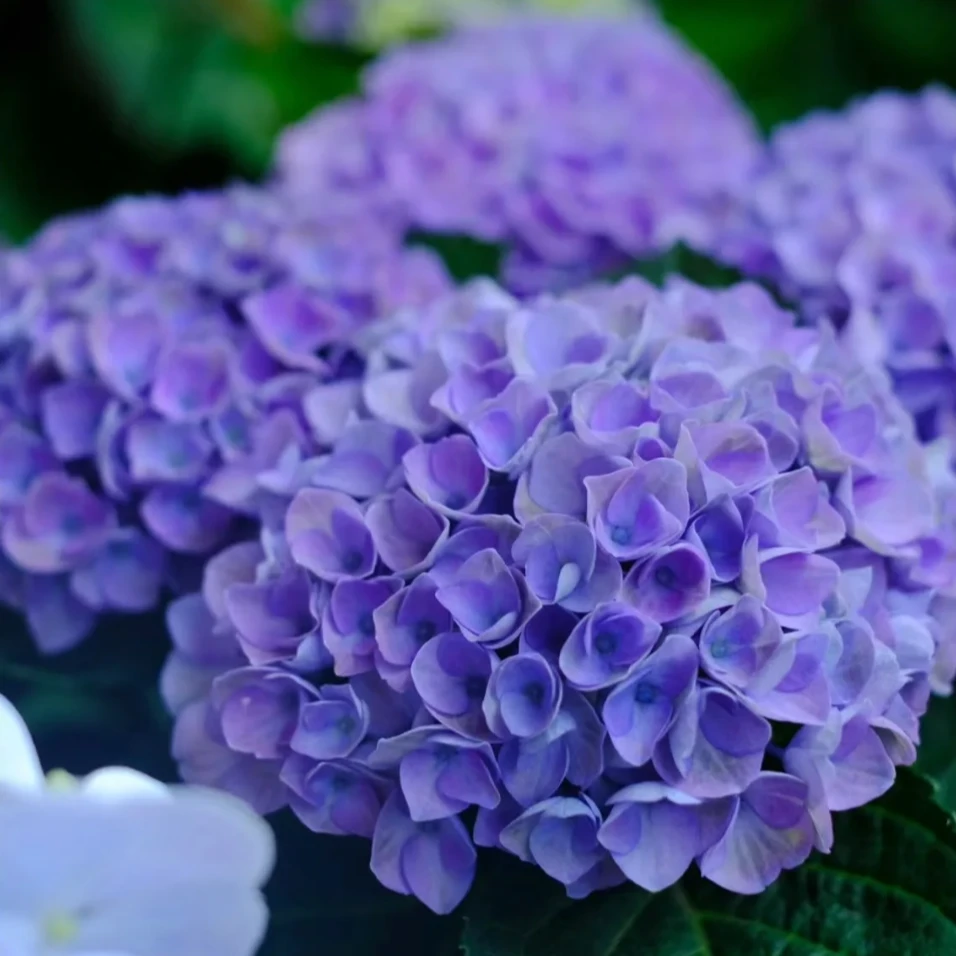 【魔幻革命180软盆】大花绣球花盆栽耐热耐寒易养护阳台庭院盆栽