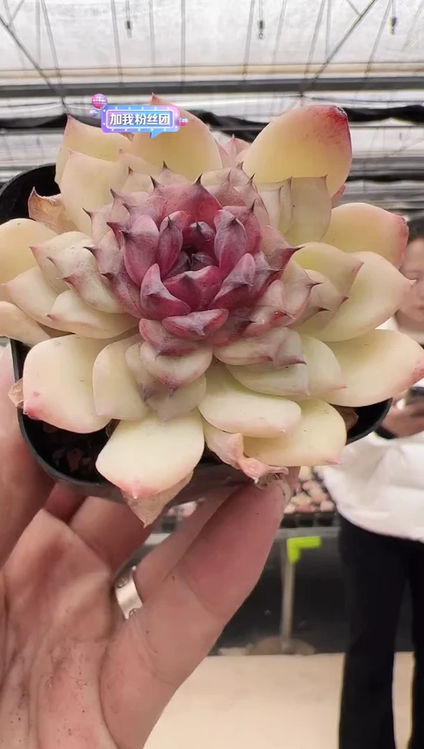 【闪购商品】新款多肉-167